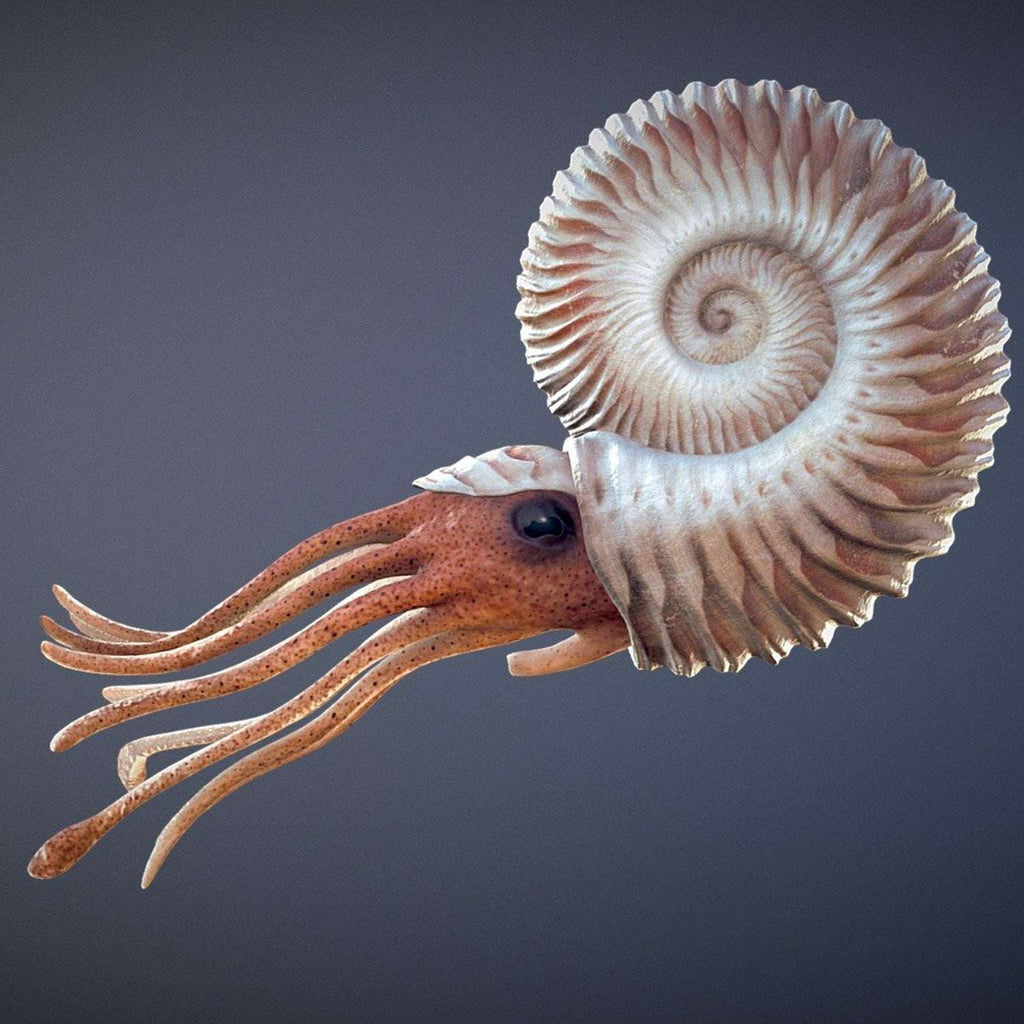 Copernicus Toys Other AMMONITE -  preserved fossil of an extinct cephalopod