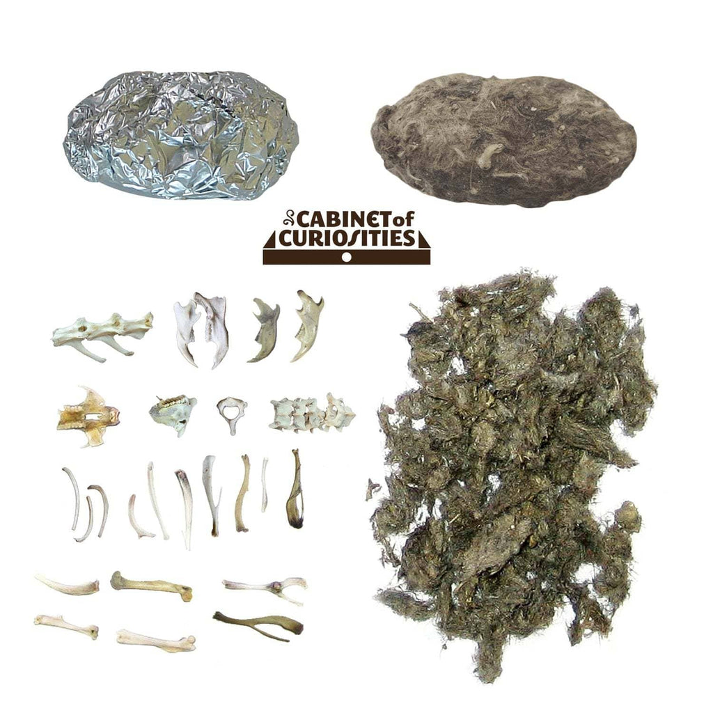 Copernicus Toys Other Cabinet of Owl Pellets | Copernicus Toys | Real owl pellets | Facts and instructions included…