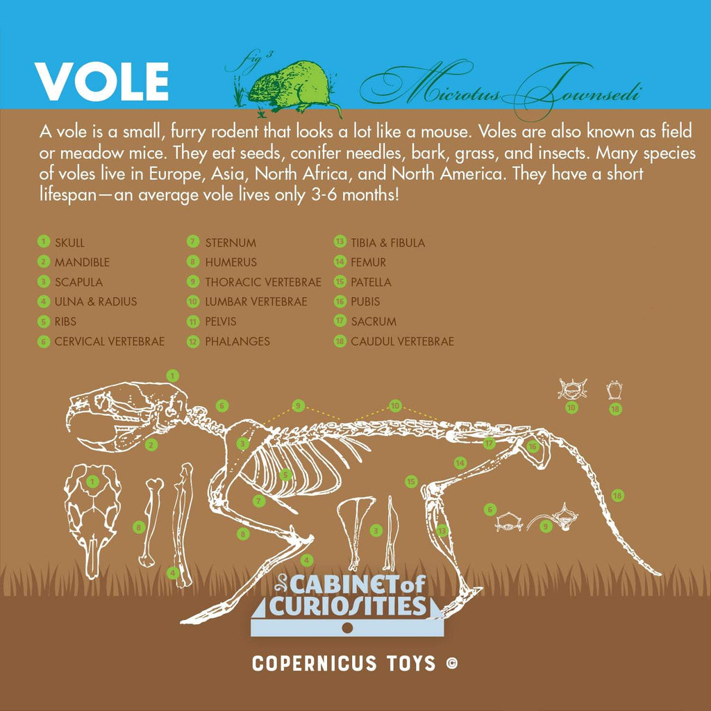 Illustrated vole skeleton diagram with labeled bones for Cabinet of Owl Pellets educational set by Copernicus Toys