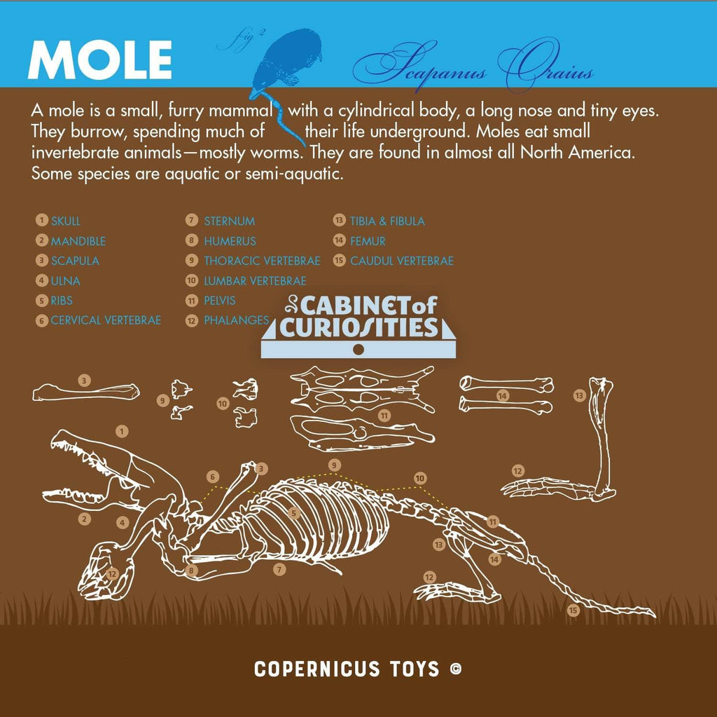 Cabinet of Owl Pellets educational kit with mole skeleton illustration and identification chart by Copernicus Toys