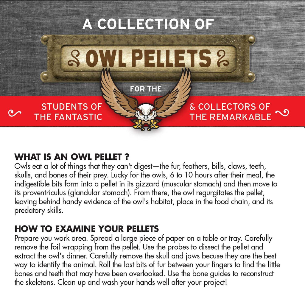 Copernicus Toys Other Cabinet of Owl Pellets | Copernicus Toys | Real owl pellets | Facts and instructions included…