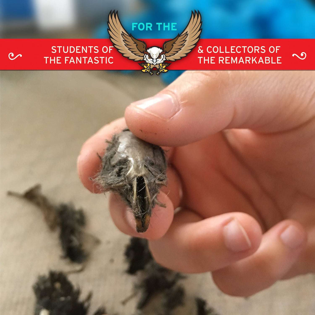Copernicus Toys Other Cabinet of Owl Pellets | Copernicus Toys | Real owl pellets | Facts and instructions included…