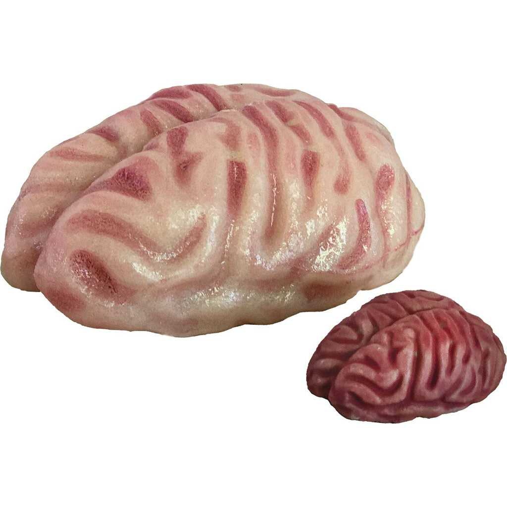 Copernicus Toys Other Growing Super Absorbent Brain | Your Brain will Grow Humongous | Just Add to Water