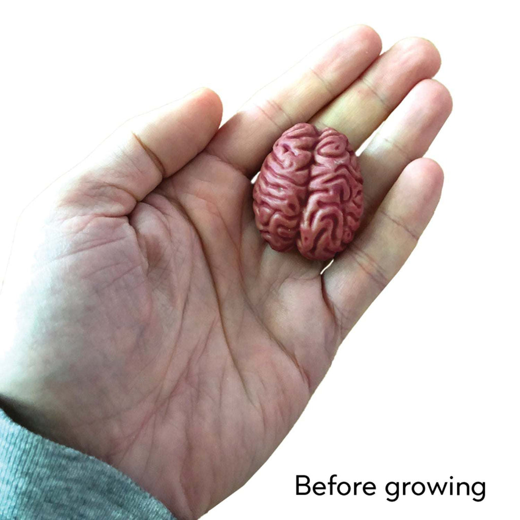 Copernicus Toys Other Growing Super Absorbent Brain | Your Brain will Grow Humongous | Just Add to Water