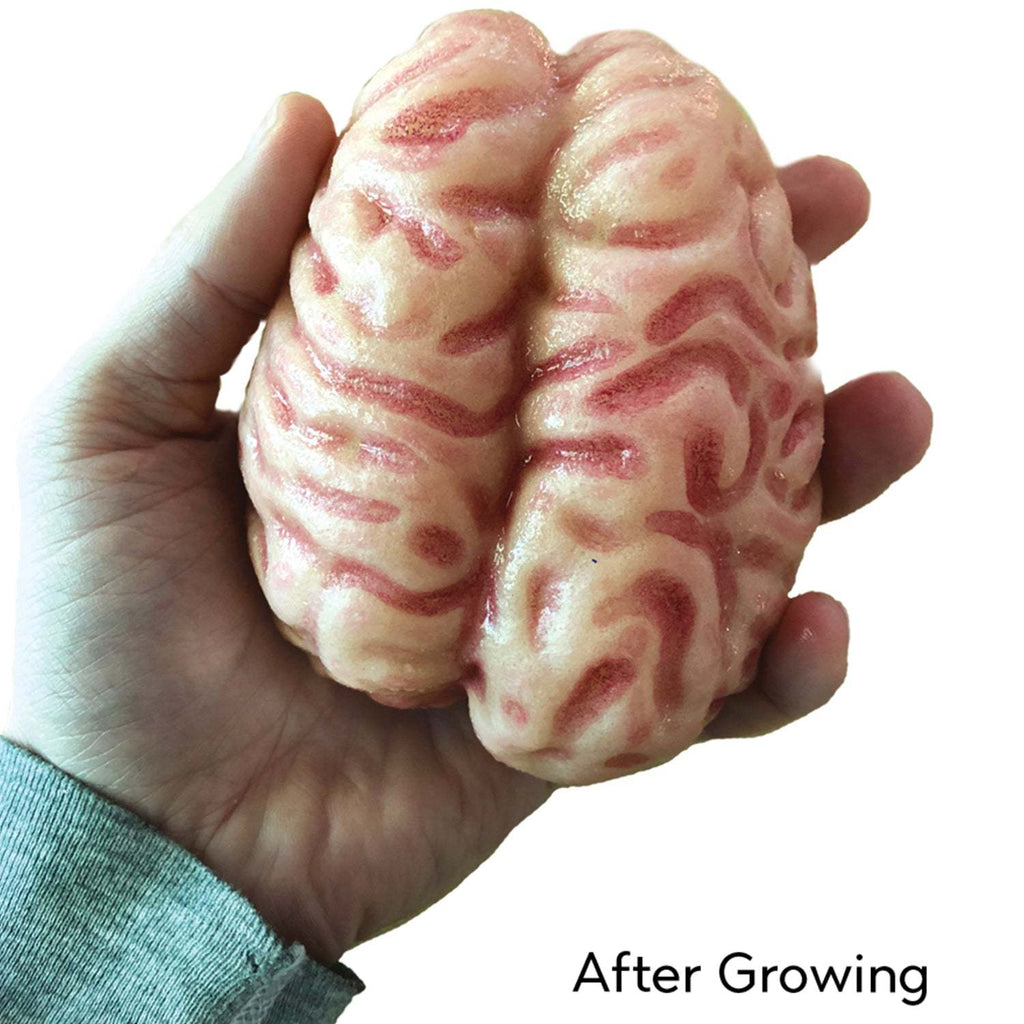 Copernicus Toys Other Growing Super Absorbent Brain | Your Brain will Grow Humongous | Just Add to Water