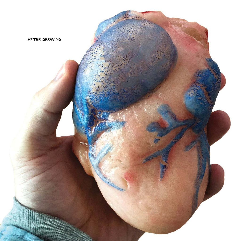 Copernicus Toys Other Growing Super Absorbent Heart | Grow a big heart | Just Add to Water