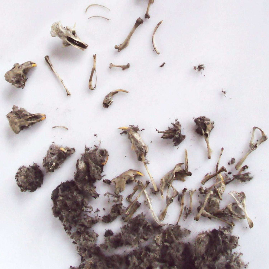 Copernicus Toys Other Owl Pellet
